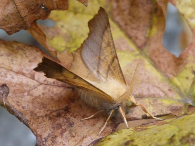 Ennomos fuscantaria © HALLART Guénael