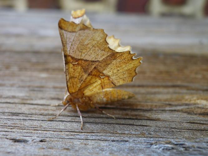 Selenia lunularia © HALLART Guénael