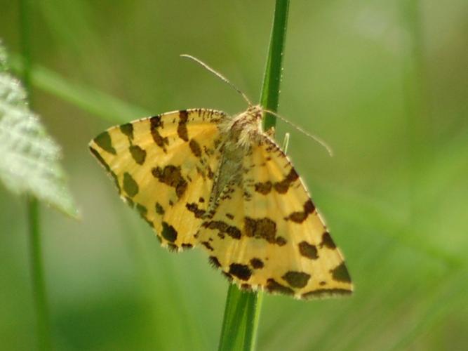 Pseudopanthera macularia © VANSTEENE Nicolas