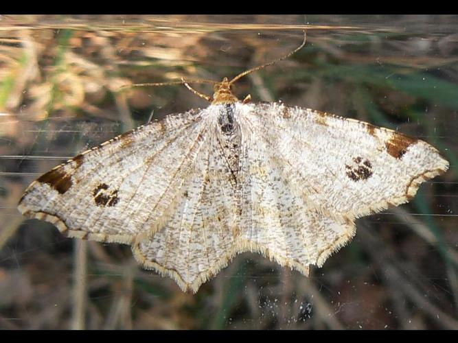 Macaria notata © DEROZIER Carole