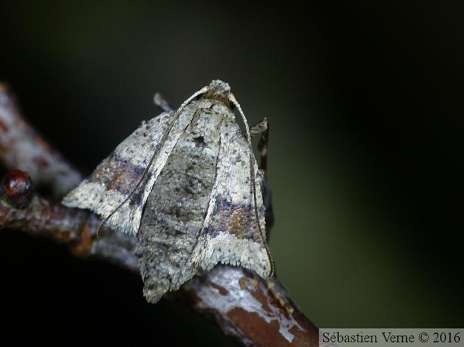 Theria primaria © VERNE Sébastien