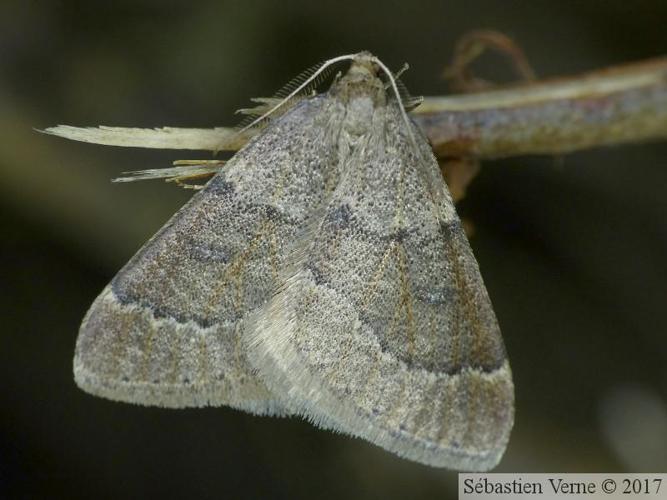 Theria rupicapraria © VERNE Sébastien