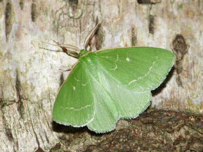 Thetidia smaragdaria smaragdaria © BARBIER Simon