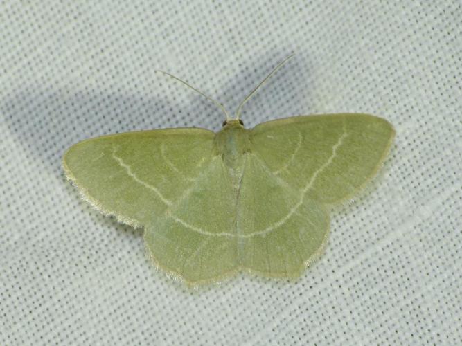 Chlorissa viridata © BARBIER Simon