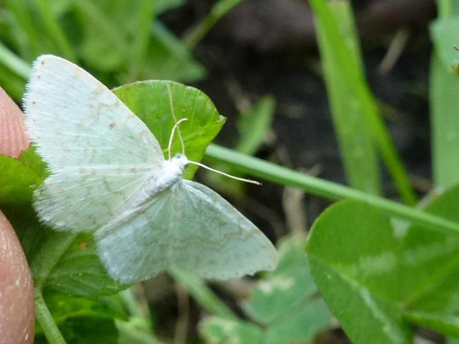 Asthena albulata © MAILLIER Sébastien