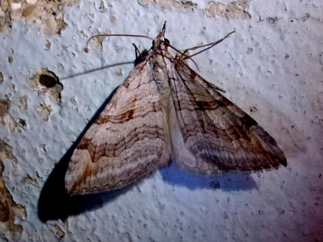 Aplocera plagiata © MAILLIER Sébastien