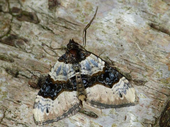 Cosmorhoe ocellata © BARBIER Simon