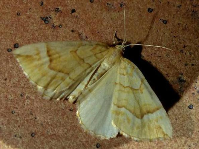 Eulithis mellinata © DEROZIER Carole