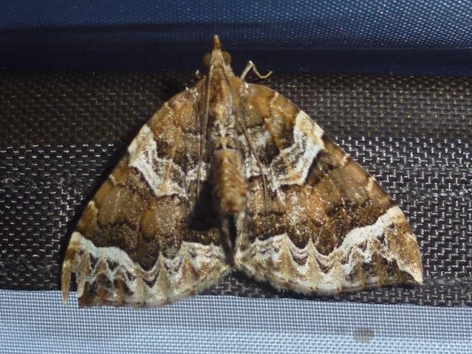 Eulithis prunata © MAILLIER Sébastien