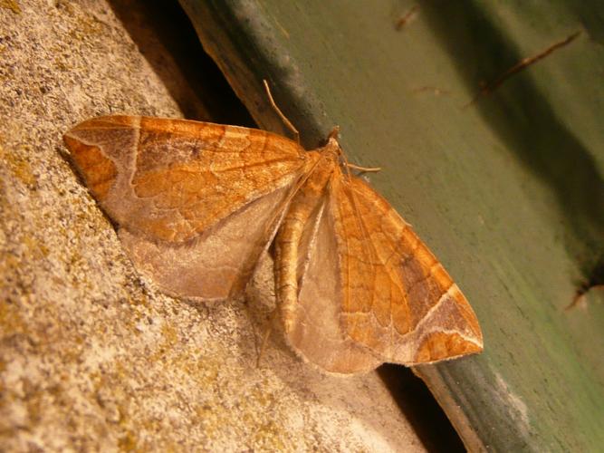 Eulithis testata © MAILLIER Sébastien