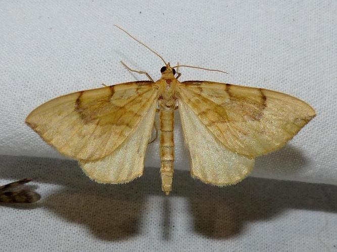 Gandaritis pyraliata © DEROZIER Carole