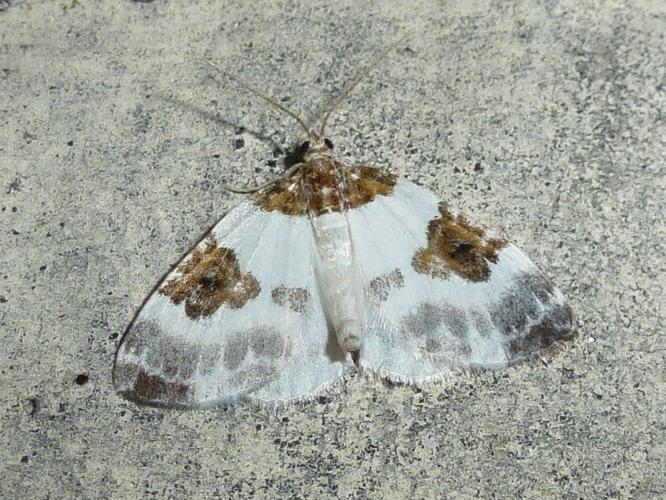 Plemyria rubiginata © MAILLIER Sébastien