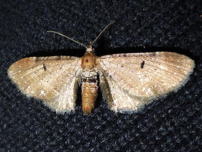 Eupithecia absinthiata © LETHEVE Xavier