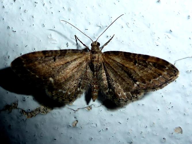 Eupithecia assimilata © MAILLIER Sébastien