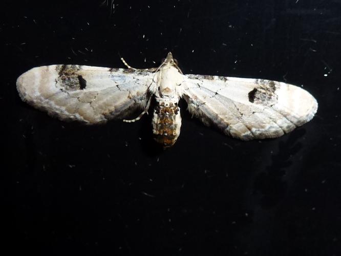 Eupithecia centaureata © MAILLIER Sébastien