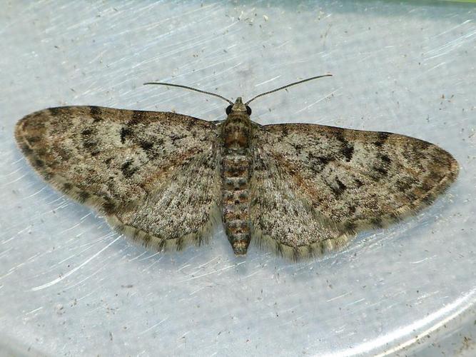 Eupithecia dodoneata © BARBIER Simon