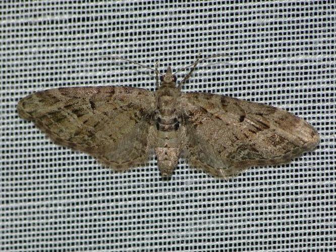 Eupithecia exiguata © BARBIER Simon