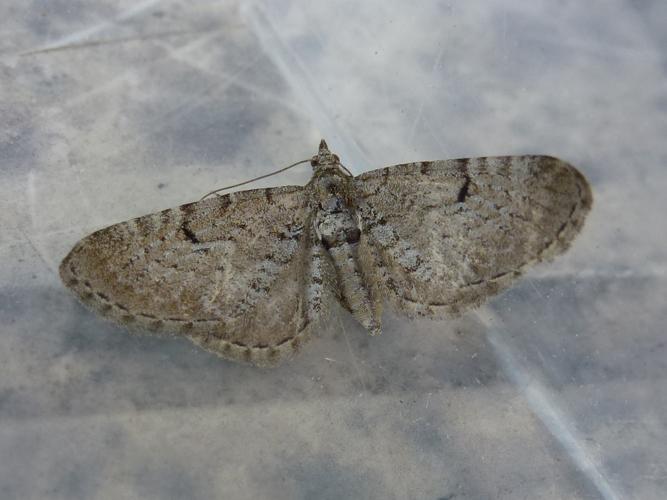 Eupithecia intricata © MAILLIER Sébastien