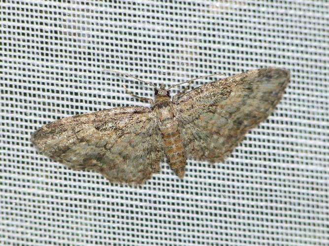 Eupithecia inturbata © BARBIER Simon