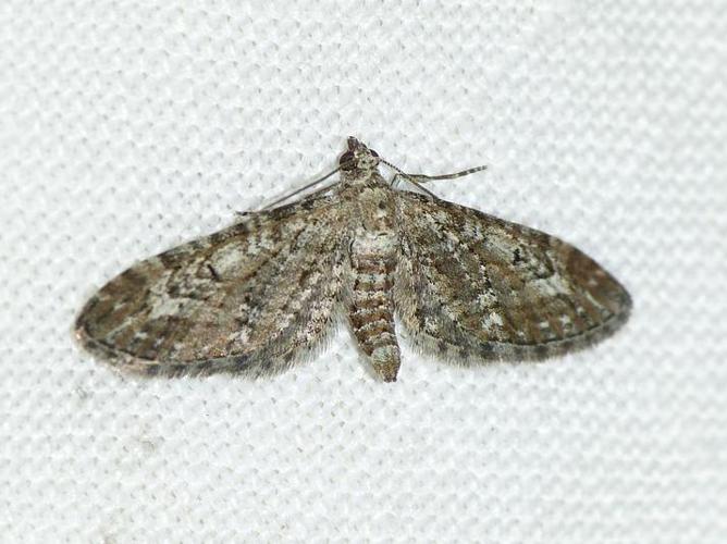 Eupithecia nanata © BARBIER Simon