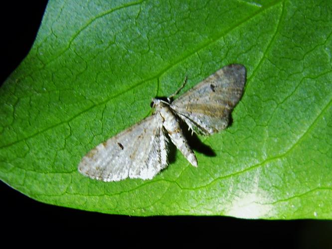 Eupithecia pimpinellata © HERMANT Thomas