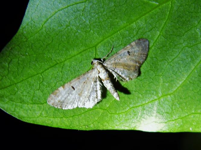 Eupithecia pimpinellata © HERMANT Thomas