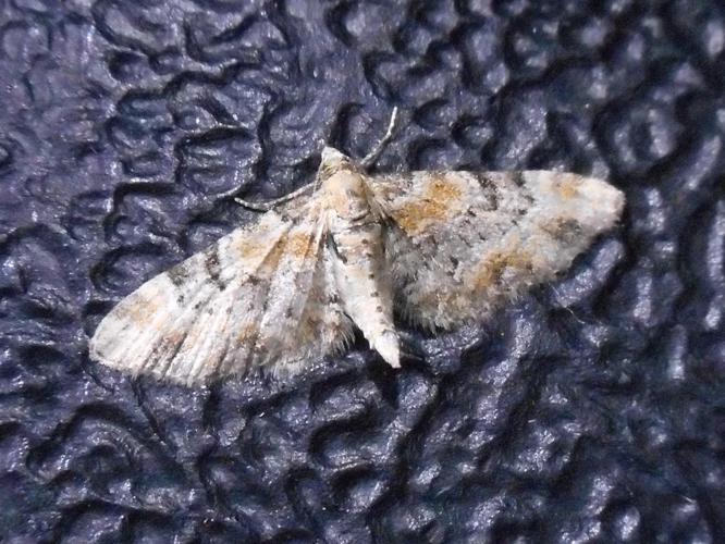 Eupithecia pulchellata © HALLART Guénael