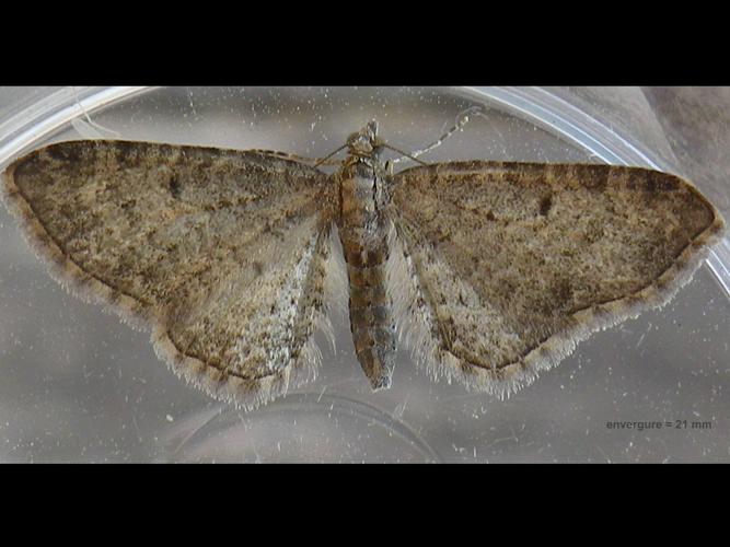 Eupithecia subfuscata © HALLART Guénael