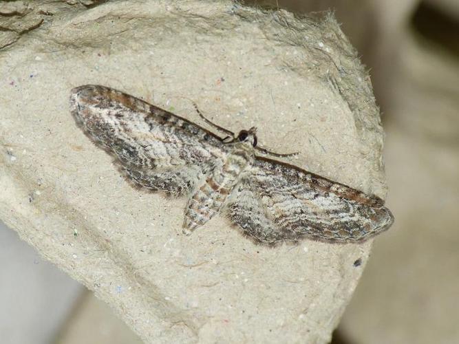 Eupithecia subumbrata © BARBIER Simon