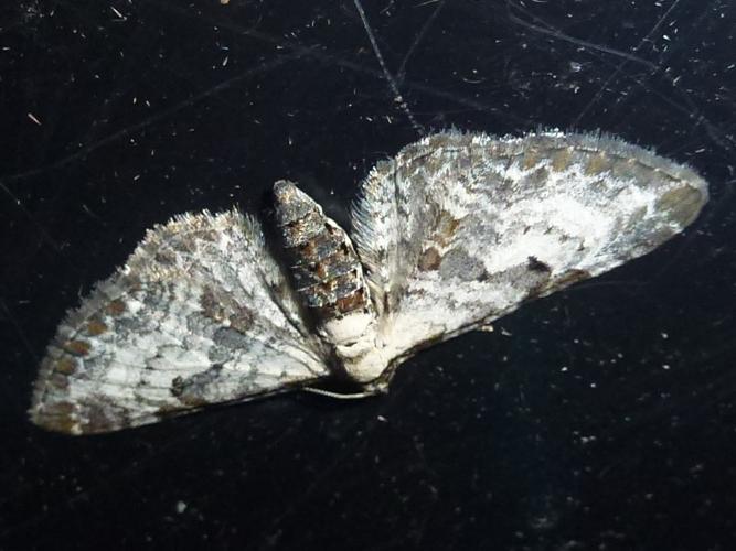 Eupithecia succenturiata © MAILLIER Sébastien