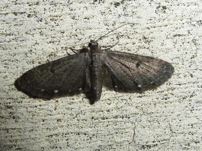 Eupithecia tripunctaria © MAILLIER Sébastien
