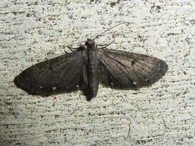 Eupithecia tripunctaria © MAILLIER Sébastien