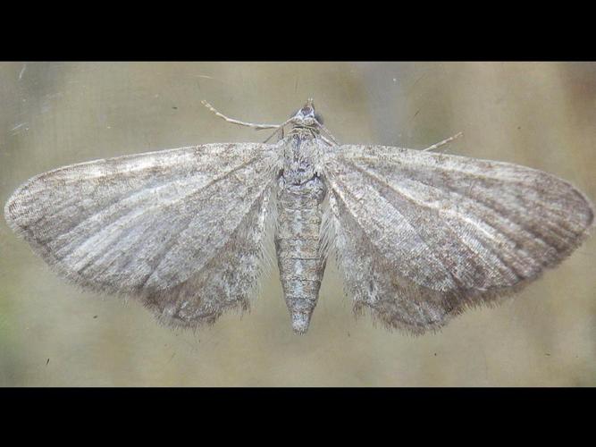 Eupithecia valerianata © HALLART Guénael