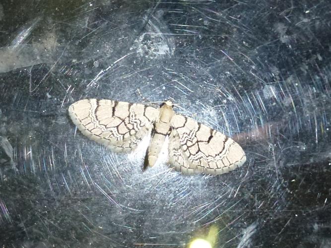 Eupithecia venosata © MAILLIER Sébastien