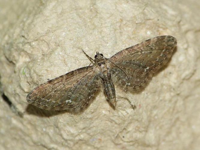 Eupithecia vulgata © BARBIER Simon