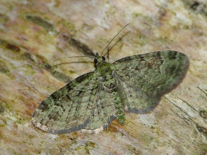 Pasiphila rectangulata © BARBIER Simon