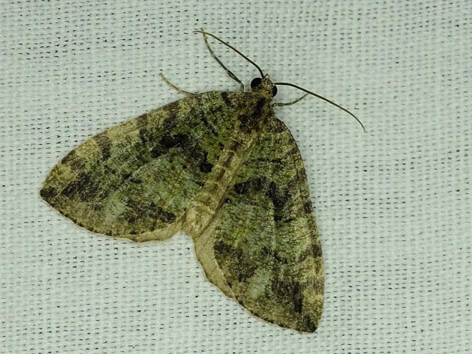 Hydriomena furcata © MATHOT William