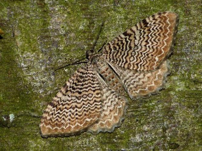 Hydria undulata © BARBIER Simon