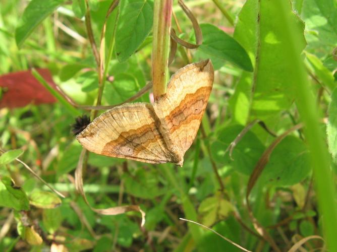 Scotopteryx chenopodiata © LETHEVE Xavier