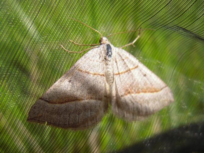 Scotopteryx luridata © HERMANT Thomas