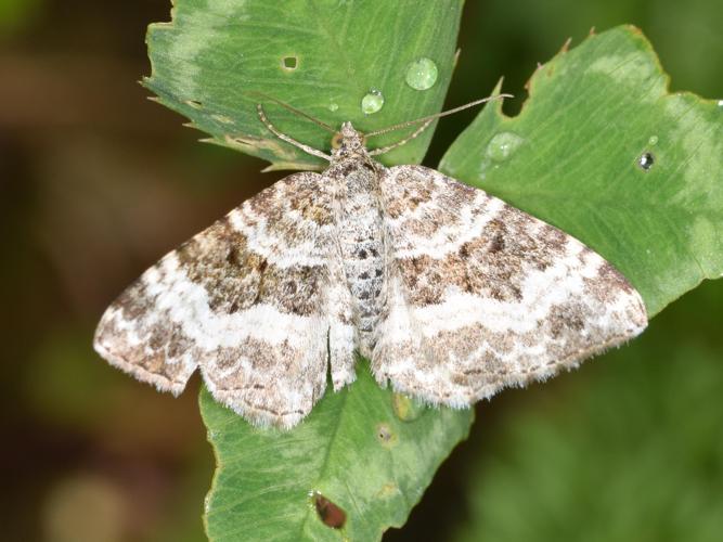 Epirrhoe alternata © NOEL Jean-Adrien