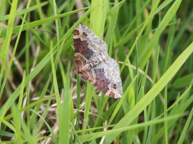 Xanthorhoe spadicearia © COLINDRE Laurent