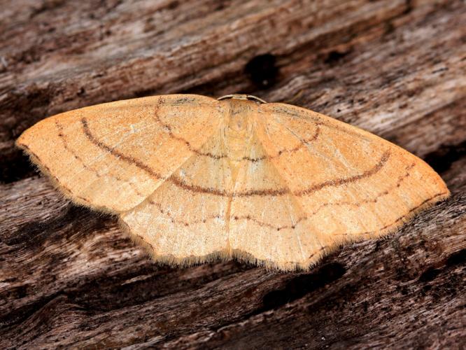 Cyclophora linearia © LETHEVE Xavier