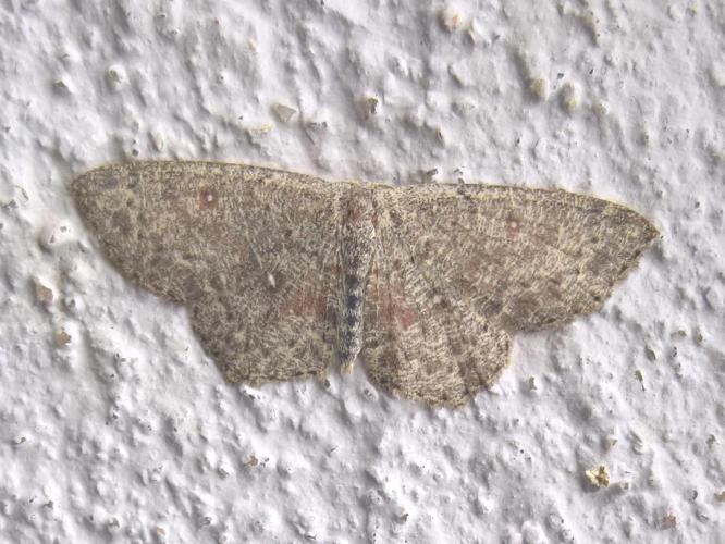 Cyclophora pendularia © LETHEVE Xavier