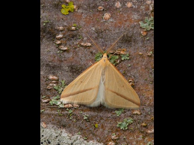 Rhodometra sacraria © VAN ALPHEN Jacques