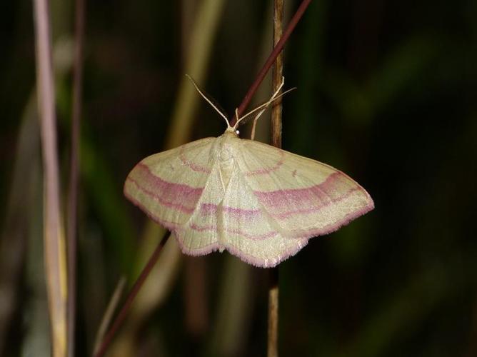 Rhodostrophia vibicaria © BARBIER Simon