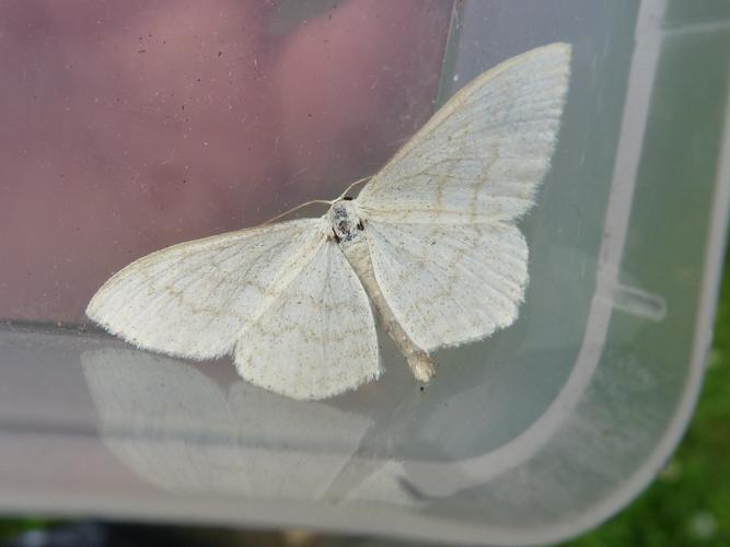 Scopula floslactata © MAILLIER Sébastien