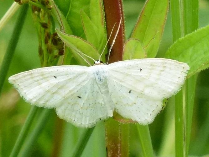 Scopula immutata © MAILLIER Sébastien