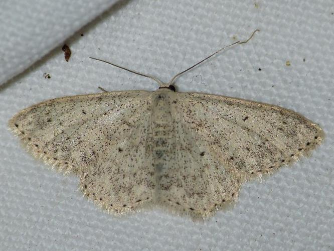 Scopula marginepunctata © BARBIER Simon