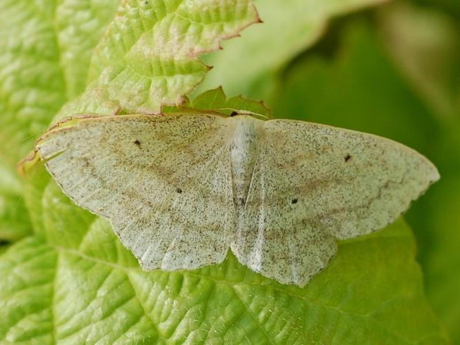 Scopula nigropunctata © VANSTEENE Nicolas